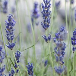BEB-Sonderpreis Essential Oil Lavendel/Lavender (15 ml)