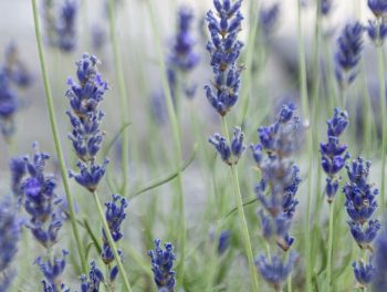 BEB-Sonderpreis Essential Oil Lavendel/Lavender (15 ml)