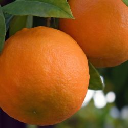 BEB-Sonderpreis Essential Oil Orange (15 ml)