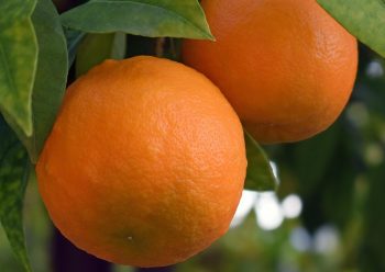 BEB-Sonderpreis Essential Oil Orange (15 ml)