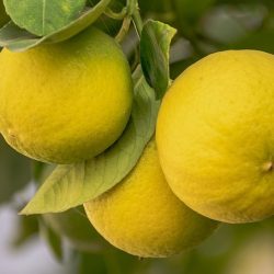 BEB-Sonderpreis Essential Oil Zitrone/Lemon (15 ml)