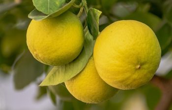 BEB-Sonderpreis Essential Oil Zitrone/Lemon (15 ml)